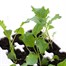 Broccoli Purple Sprouting 12 Pack Boxed VegetablesAlternative Image1