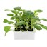 Cabbage White Coleslaw 12 Pack Boxed Vegetable Alternative Image