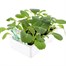 Cabbage White Coleslaw 12 Pack Boxed Vegetable Alternative Image