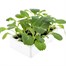 Cabbage White Coleslaw 12 Pack Boxed Vegetable Alternative Image