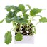 Calabrese Zen 12 Pack Boxed VegetablesAlternative Image2