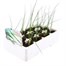 Leek Musselburgh 12 Pack Boxed VegetablesAlternative Image3