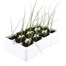 Leek Musselburgh 12 Pack Boxed VegetablesAlternative Image4