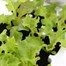 Lettuce Red Salad 12 Pack Boxed VegetablesAlternative Image1