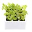 Lettuce Red Salad 12 Pack Boxed VegetablesAlternative Image2