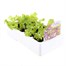 Lettuce Red Salad 12 Pack Boxed VegetablesAlternative Image3