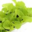 Lettuce Tom Thumb 12 Pack Boxed VegetablesAlternative Image1