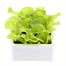 Lettuce Tom Thumb 12 Pack Boxed VegetablesAlternative Image2