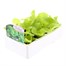 Lettuce Tom Thumb 12 Pack Boxed VegetablesAlternative Image3