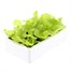 Lettuce Tom Thumb 12 Pack Boxed VegetablesAlternative Image4