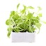 Lettuce Webbs Wonderful 12 Pack Boxed VegetablesAlternative Image2