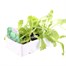 Lettuce Webbs Wonderful 12 Pack Boxed VegetablesAlternative Image3