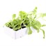 Lettuce Webbs Wonderful 12 Pack Boxed VegetablesAlternative Image4