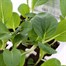 Pak Choi 12 Pack Boxed VegetablesAlternative Image1