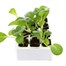 Pak Choi 12 Pack Boxed VegetablesAlternative Image2