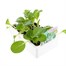 Pak Choi 12 Pack Boxed VegetablesAlternative Image3