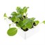 Pak Choi 12 Pack Boxed VegetablesAlternative Image4