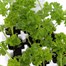 Parsley 12 Pack Boxed VegetablesAlternative Image1