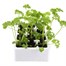 Parsley 12 Pack Boxed VegetablesAlternative Image2