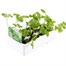 Parsley 12 Pack Boxed VegetablesAlternative Image3