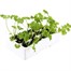 Parsley 12 Pack Boxed VegetablesAlternative Image4