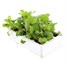 Raddish Cherry Belle 12 Pack Boxed VegetablesAlternative Image4