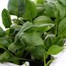 Spinach 12 Pack Boxed VegetablesAlternative Image1