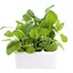 Spinach 12 Pack Boxed VegetablesAlternative Image2