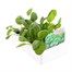 Spinach 12 Pack Boxed VegetablesAlternative Image3