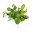 Spinach 12 Pack Boxed VegetablesAlternative Image4