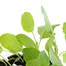 Spring Greens 1st Early Market 12 Pack Boxed Vegetable Alternative Image