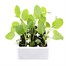 Spring Greens 1st Early Market 12 Pack Boxed Vegetable Alternative Image