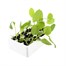 Spring Greens 1st Early Market 12 Pack Boxed Vegetable Alternative Image