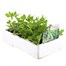 Asparagus Peas 6 Pack Boxed VegetablesAlternative Image3