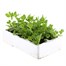 Asparagus Peas 6 Pack Boxed VegetablesAlternative Image4