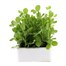 Peas Petite Pois Waverex 6 Pack Boxed VegetablesAlternative Image1