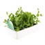 Peas Petite Pois Waverex 6 Pack Boxed VegetablesAlternative Image2