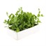 Peas Petite Pois Waverex 6 Pack Boxed VegetablesAlternative Image3