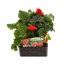 Begonia Mocca Orange 6 Pack Boxed BeddingAlternative Image1