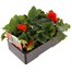 Begonia Mocca Orange 6 Pack Boxed BeddingAlternative Image3