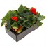 Begonia Mocca Orange 6 Pack Boxed BeddingAlternative Image4