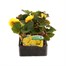 Begonia Mocca Yellow 6 Pack Boxed BeddingAlternative Image1