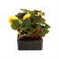 Begonia Mocca Yellow 6 Pack Boxed BeddingAlternative Image2