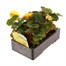 Begonia Mocca Yellow 6 Pack Boxed BeddingAlternative Image3