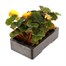 Begonia Mocca Yellow 6 Pack Boxed BeddingAlternative Image4