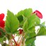 Begonia Trailing (Illumination) Scarlet 6 Pack Boxed BeddingAlternative Image1