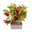 Begonia Trailing (Illumination) Scarlet 6 Pack Boxed BeddingAlternative Image2