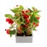 Begonia Trailing (Illumination) Scarlet 6 Pack Boxed BeddingAlternative Image3