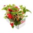 Begonia Trailing (Illumination) Scarlet 6 Pack Boxed BeddingAlternative Image4