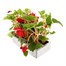 Begonia Trailing (Illumination) Scarlet 6 Pack Boxed BeddingAlternative Image5